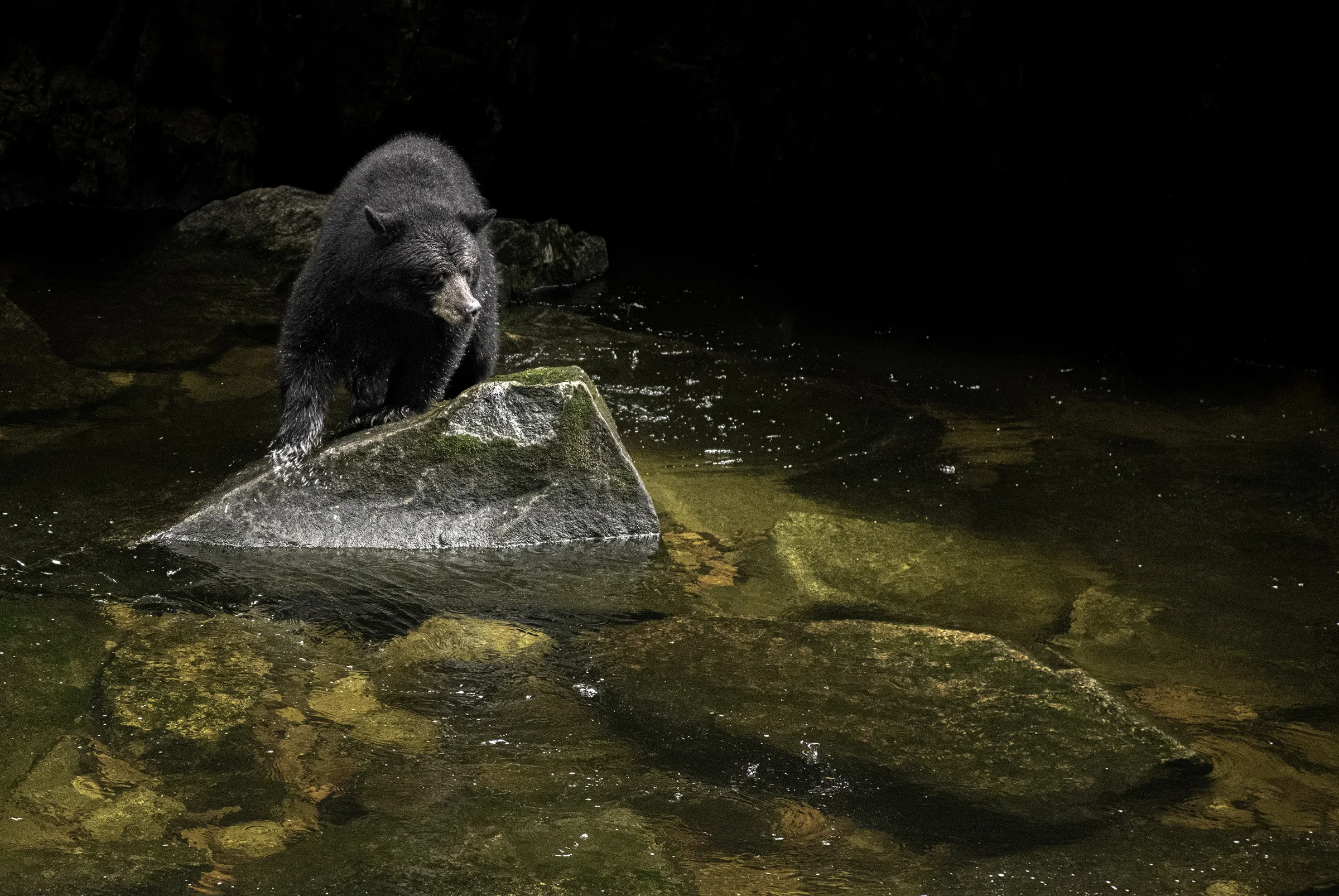 Trip Report: Great Bear Rainforest in British Columbia — Kevin